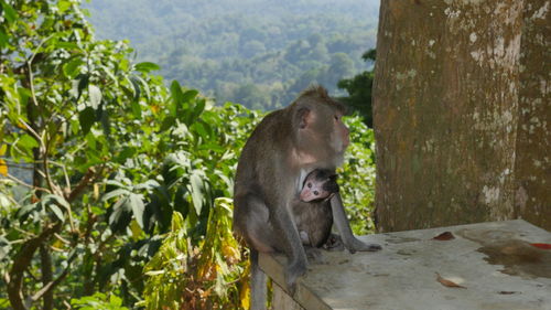 Monkey sitting on a tree