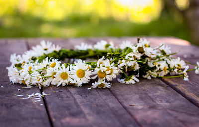 Close-up of white daisy flowers on table