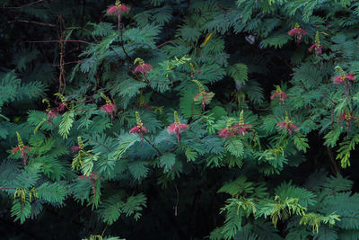 Pink flowering plant leaves