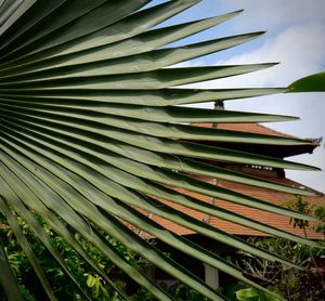 Low angle view of palm tree leaves