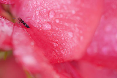 Close-up of wet pink rose flower