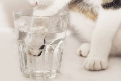 Cat putting paw in glass of water