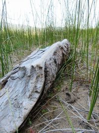 Close-up of log on tree trunk