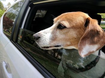 Close-up of dog looking through car window