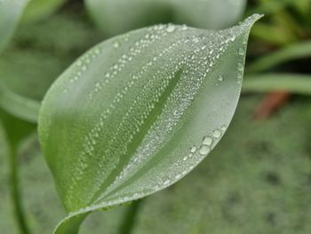 Close-up of wet plant