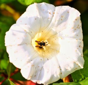Close-up of white flower blooming outdoors