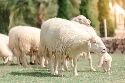 Sheep grazing on field