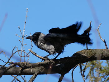 Low angle view of bird perching on branch against sky