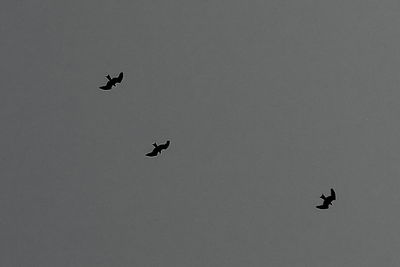 Low angle view of silhouette birds flying in sky