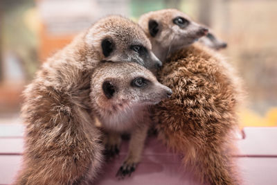 Close-up of meerkats