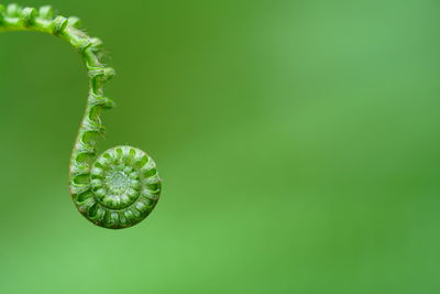 Close-up of green leaf