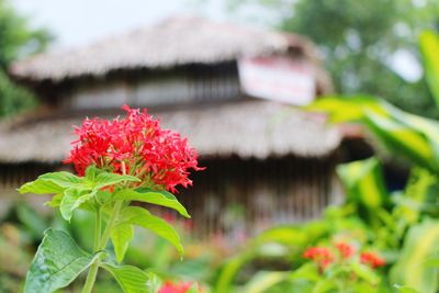 Close-up of red flowers blooming outdoors