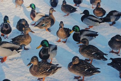 High angle view of birds in water