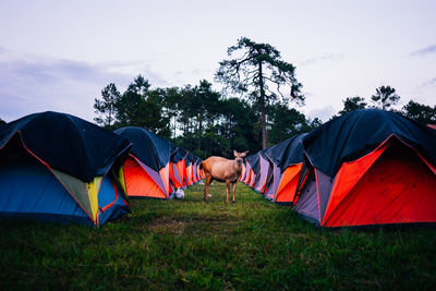 Mammal standing amidst tents on field against sky