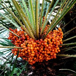 Close-up of orange berries on tree