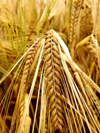 Close-up of wheat growing in field