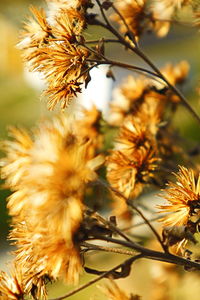 Close-up of flowers against blurred background