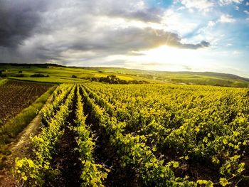 Scenic view of field against cloudy sky