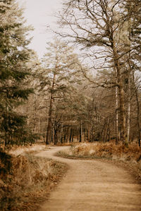 Road amidst trees