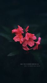 High angle view of pink flowering plant