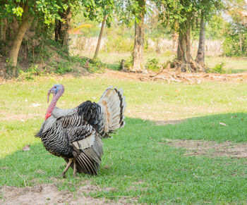 Side view of a bird on field