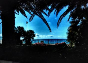 Palm trees on beach