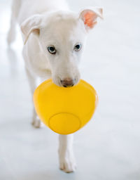 Close-up portrait of dog