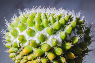 Close-up of succulent plant