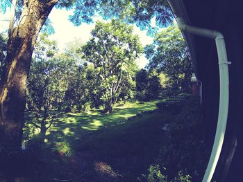 View of trees in park