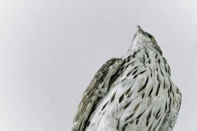 Low angle view of eagle against white background