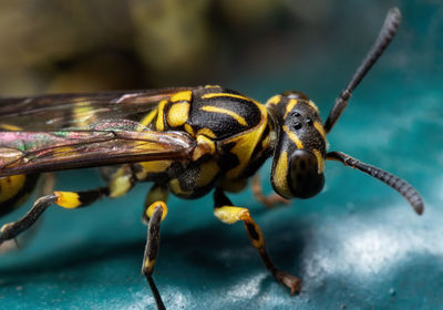 Close-up of bee on leaf