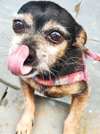 Close-up portrait of dog