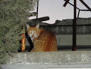 Cat in cage