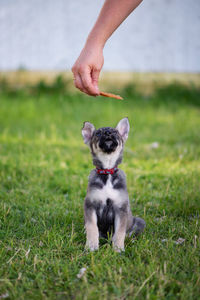 Dog on field looking at food