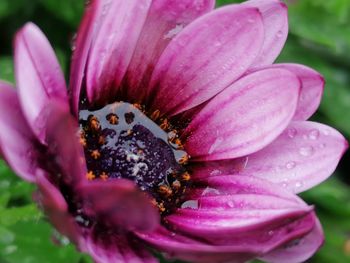 Close-up of insect on pink flower