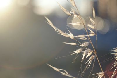 Close-up of plant against blurred background