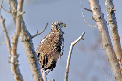 Bald eagle