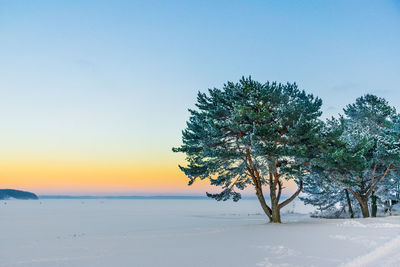 Trees on landscape against clear sky during sunset