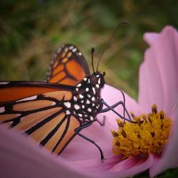 Close-up of butterfly pollinating on flower