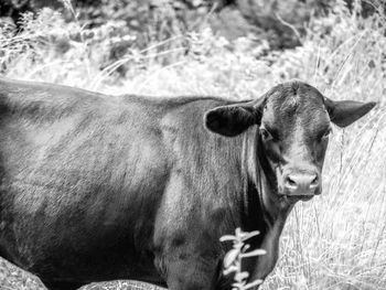 Cow on field