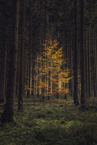 Lonely yellow three in forest