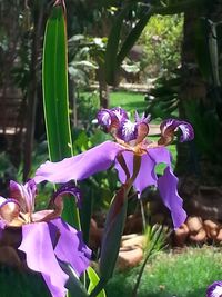 Close-up of purple flower