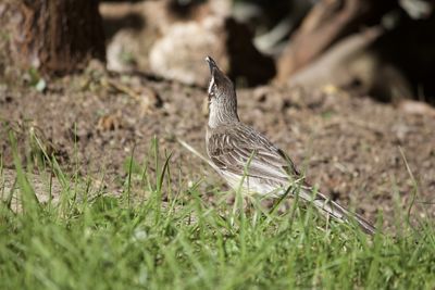 Close-up of bird perching on field