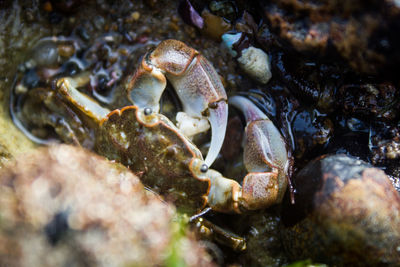 Close-up of crab in sea