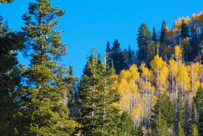 Low angle view of pine trees against blue sky