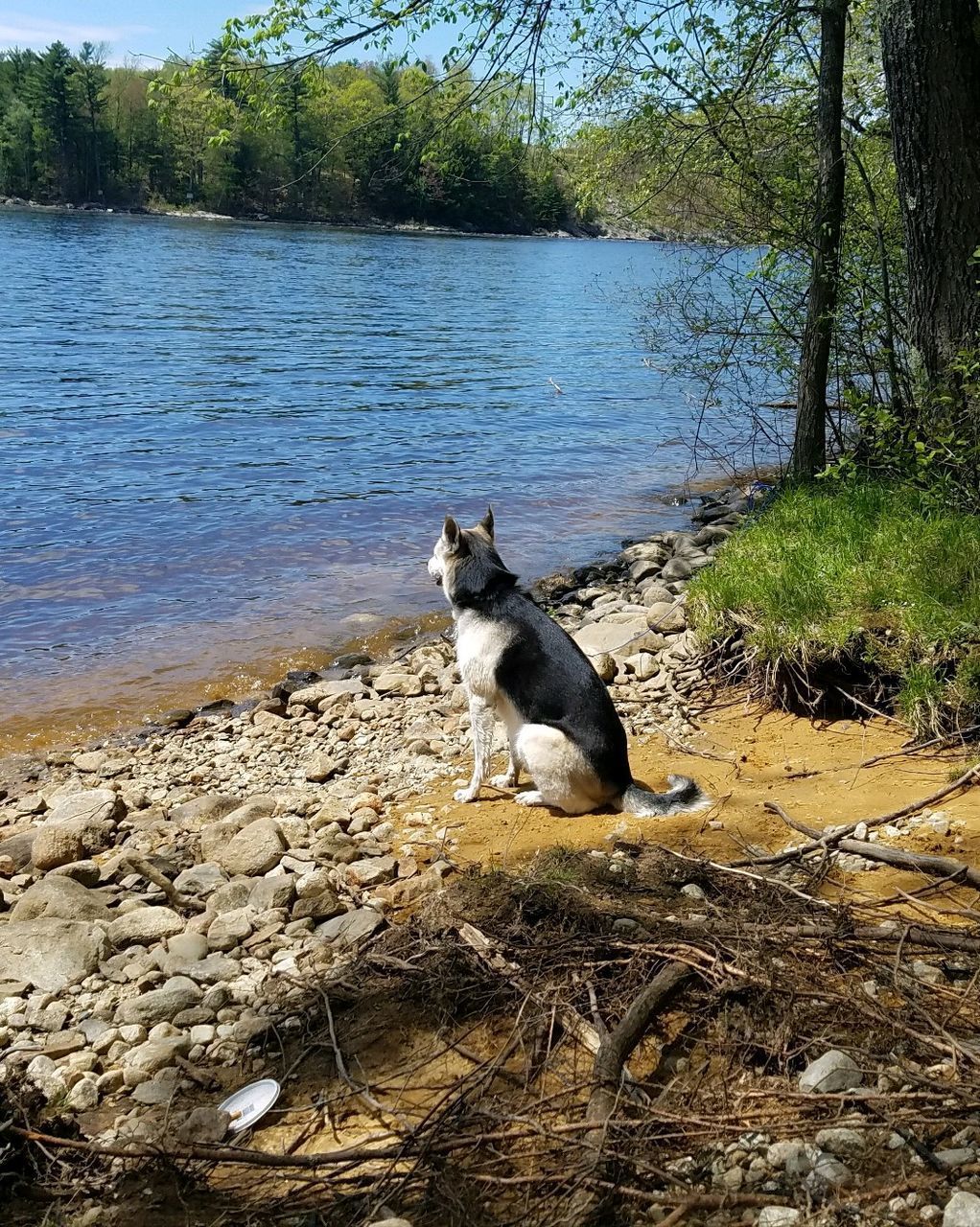 DOG SITTING ON SHORE AGAINST SKY