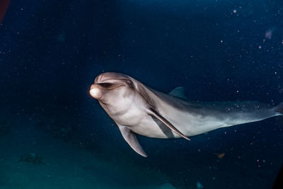 Fish swimming in sea