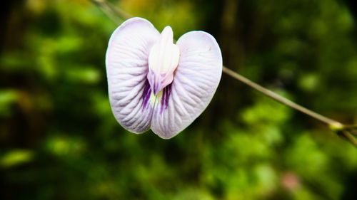 Close-up of purple flowering plant