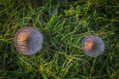 High angle view of mushrooms growing on field