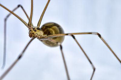 Close-up of insect on twig